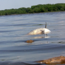 Dead Fish - Lake
